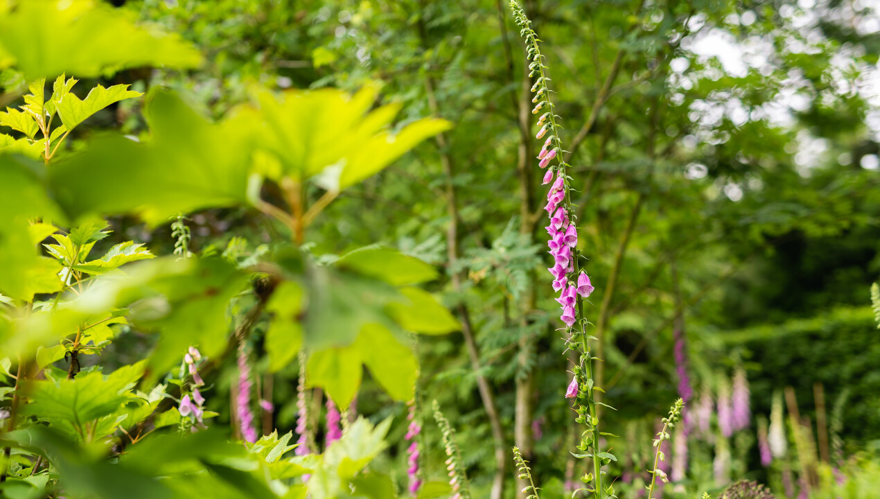BHN-_dsc2993-Eekhoornlaan-8-Wageningen-LR-19.jpg