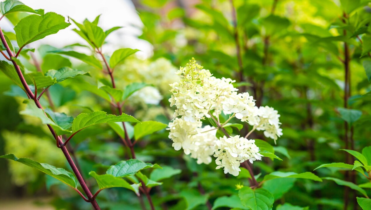 BHN_nz86138-landelijke-tuin-Speuld-LR-17