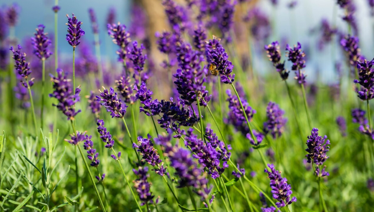 BHN_nz86144-landelijke-tuin-Speuld-LR-23